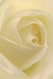 Drawn close to the heart of Stroud Green, this creamy-white rose invites you into its spiraling center-a cocoon of soft petals, each one unfurling with patient elegance and illuminated by diffused, golden light that feels like dawn breaking over Finsbury Park. The visual effect is tranquil and luminous, creating a subtle play of shadows tucked between the velvet-soft folds. The nearly sheer outer petals whisper of fleeting beauty, their perfect arrangement a tribute to the hands of a skilled local florist. The atmosphere in this photograph is peaceful-a gentle evocation of new beginnings or moments of heartfelt sympathy shared along Stroud Green Road. This rose's understated fragrance and classic form make it a poignant choice for expressing admiration or offering comfort, its textured beauty capturing the warmth and community spirit that define Stroud Green. With every detail, the artistry shines through, transforming a simple bloom into a profound gesture for any special moment.